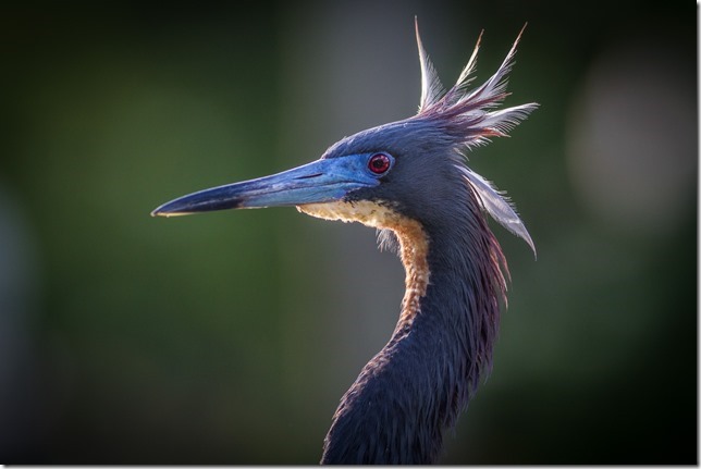 Gatorland Rookery 04