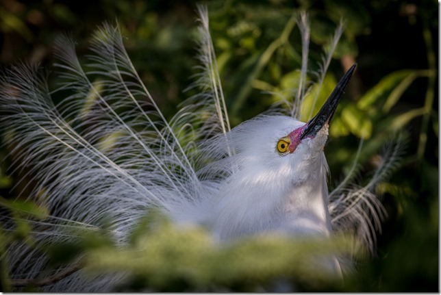 Gatorland Rookery 02