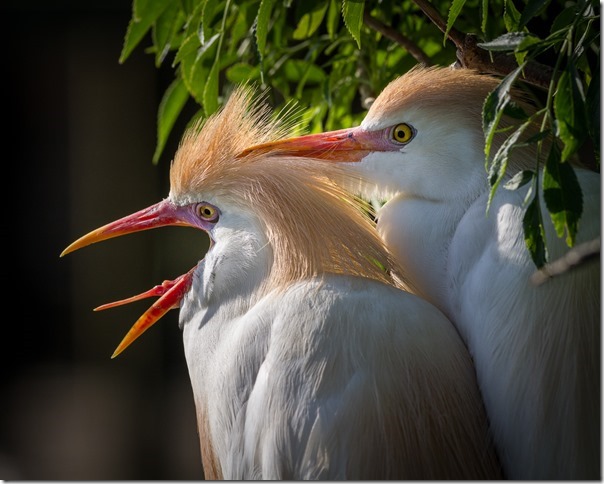 Gatorland Rookery 01