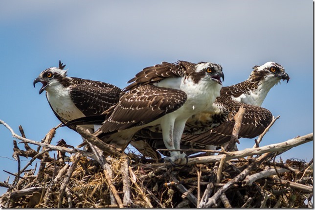 OspreysThree