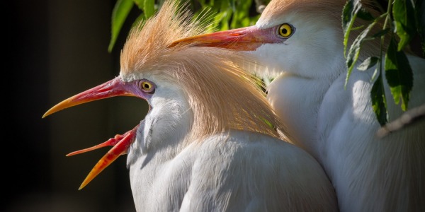 Cattle Egrets in breeding plumage