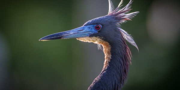 Tricolored Heron in breeding regalia