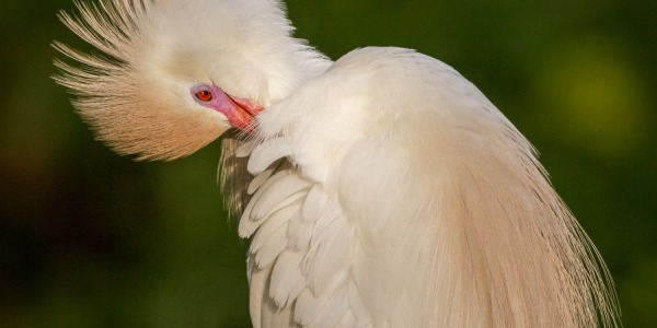 Cattle Egrets in breeding plumage