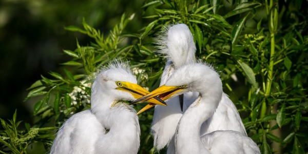 Great Egret Sibling Rivalry