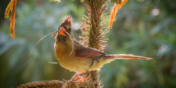 Nest building