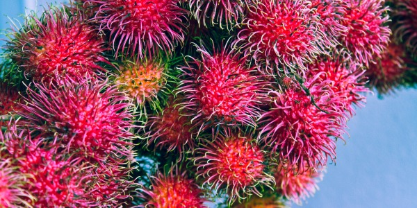 Taken at Penang Butterfly Farm, Penang, Malaysia