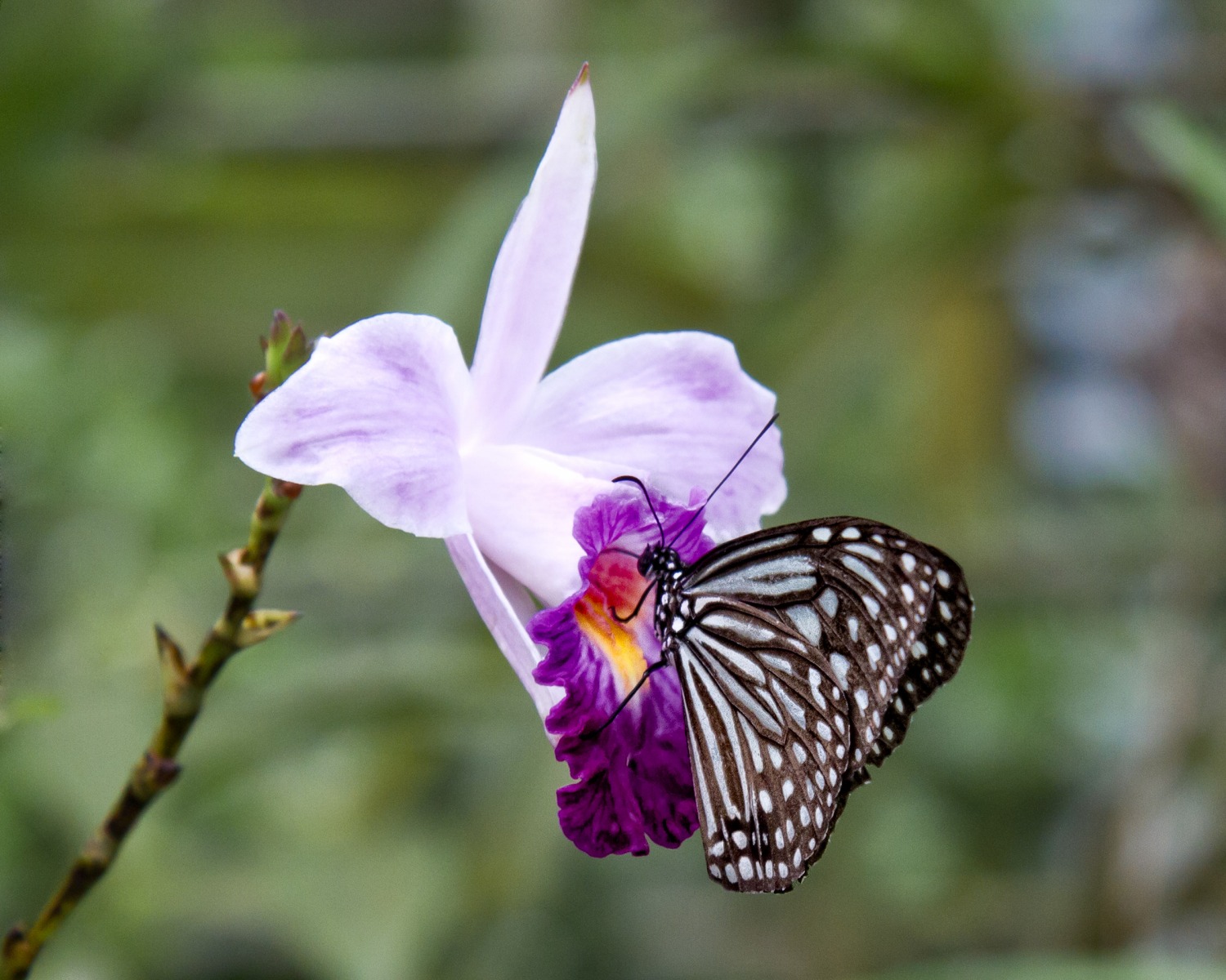 Malaysian Butterfly