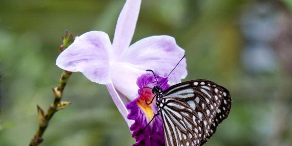 Malaysian Butterfly